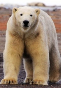 Natuur op 2: The Great Polar Bear Feast