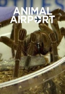 Animal Airport