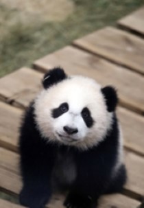 De kleine reuzenpanda - Het echte leven in de dierentuin