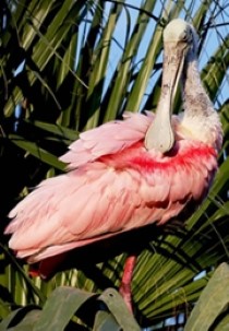 Florida: America's Animal Paradise