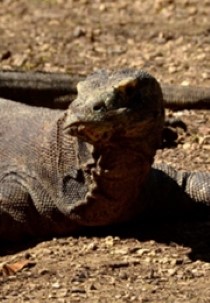 Komodo Dragons