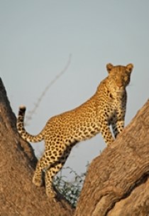 Leopard Huntress