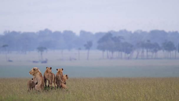 Lion: The Rise and Fall of the Marsh Pride