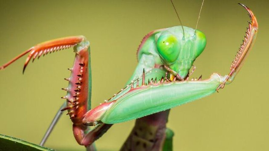 Mantises, masters of deception