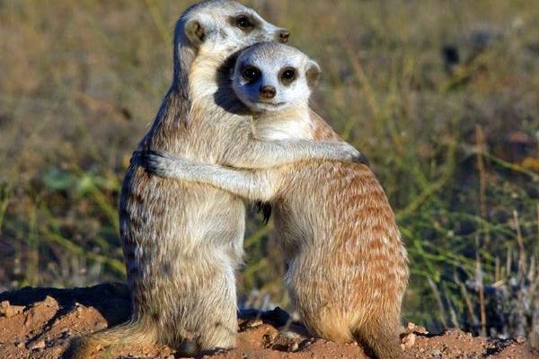Meerkats: Secrets of an Animal Superstar - Natural World