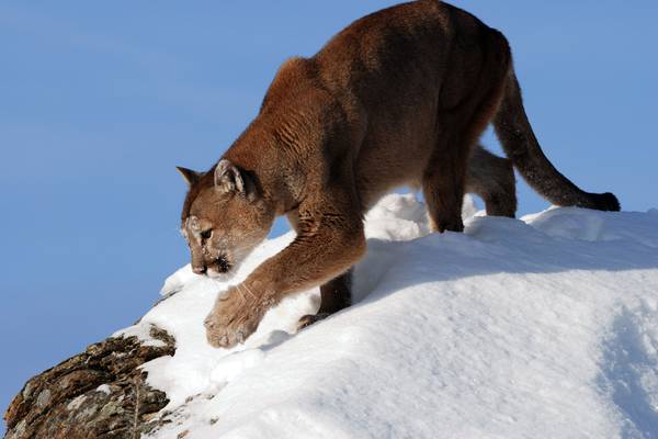 Mountain Lions - Big Cats in High Places: Natural World