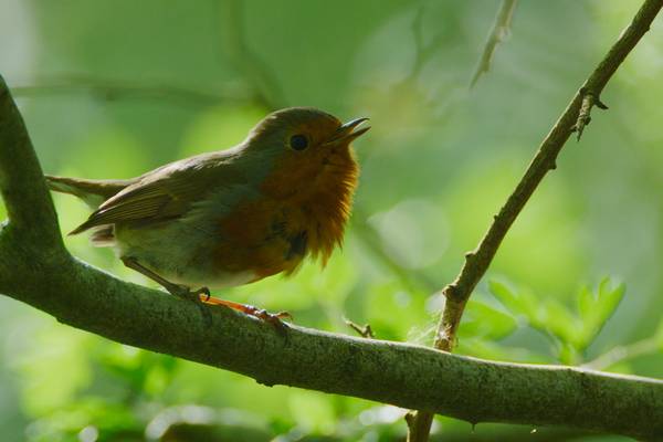 Natuur op 2: Attenborough's Wonder of Song