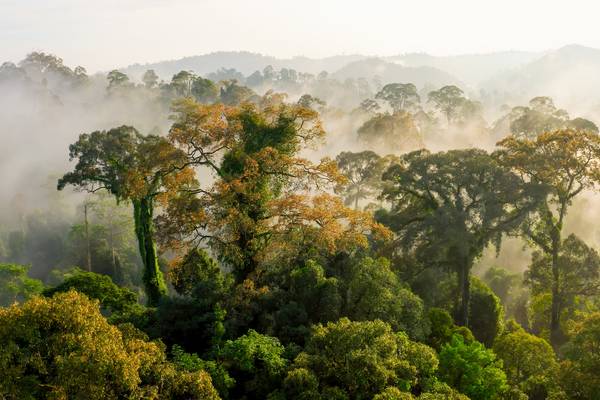 Natuur op 2: The Green Planet