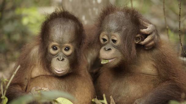 Orangutan jungle school