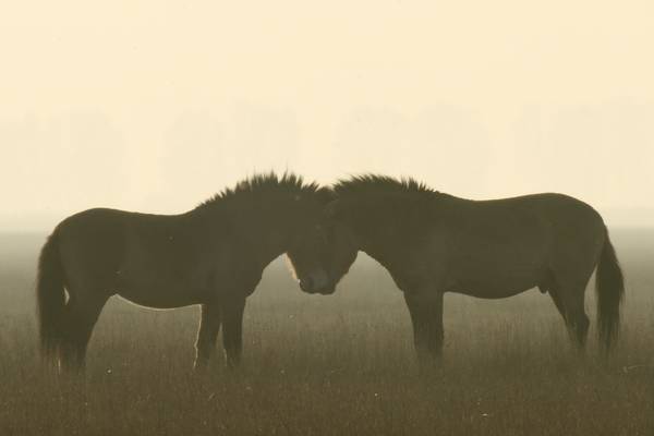 Wild Horses