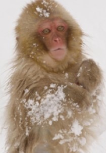 Wild Japan: Snow Monkeys